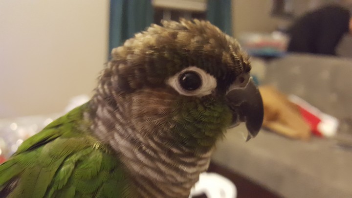 Happy bird