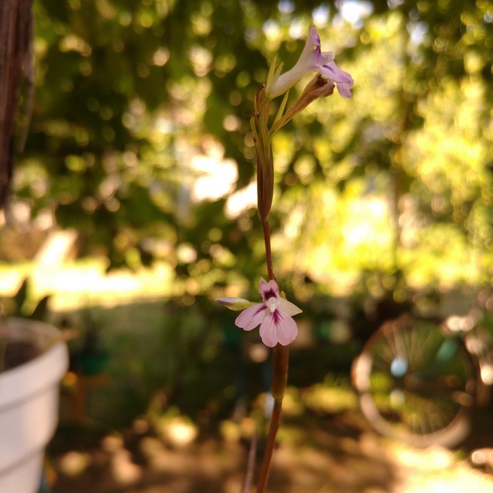 Little flower