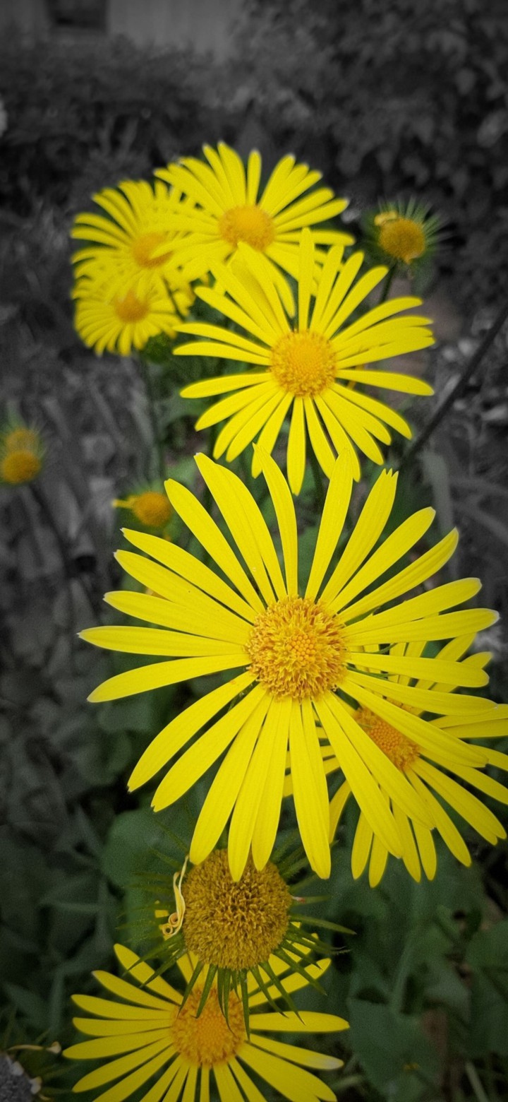 Yellow flower