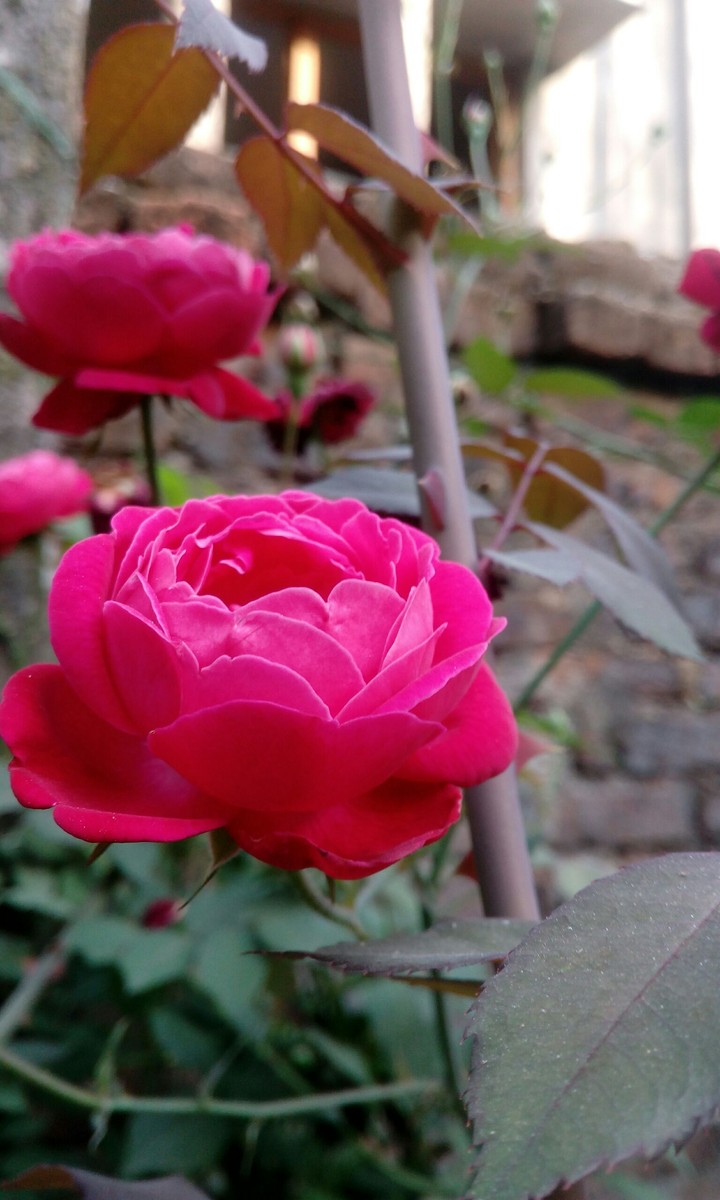 The sick rose