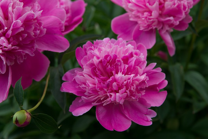 Peonies