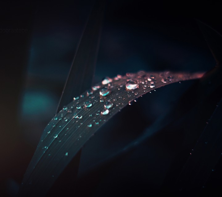 Dew drops