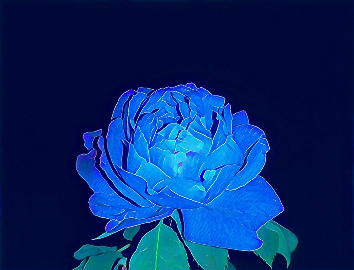 blue rose