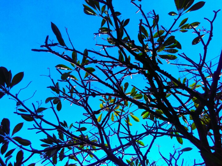 Nature