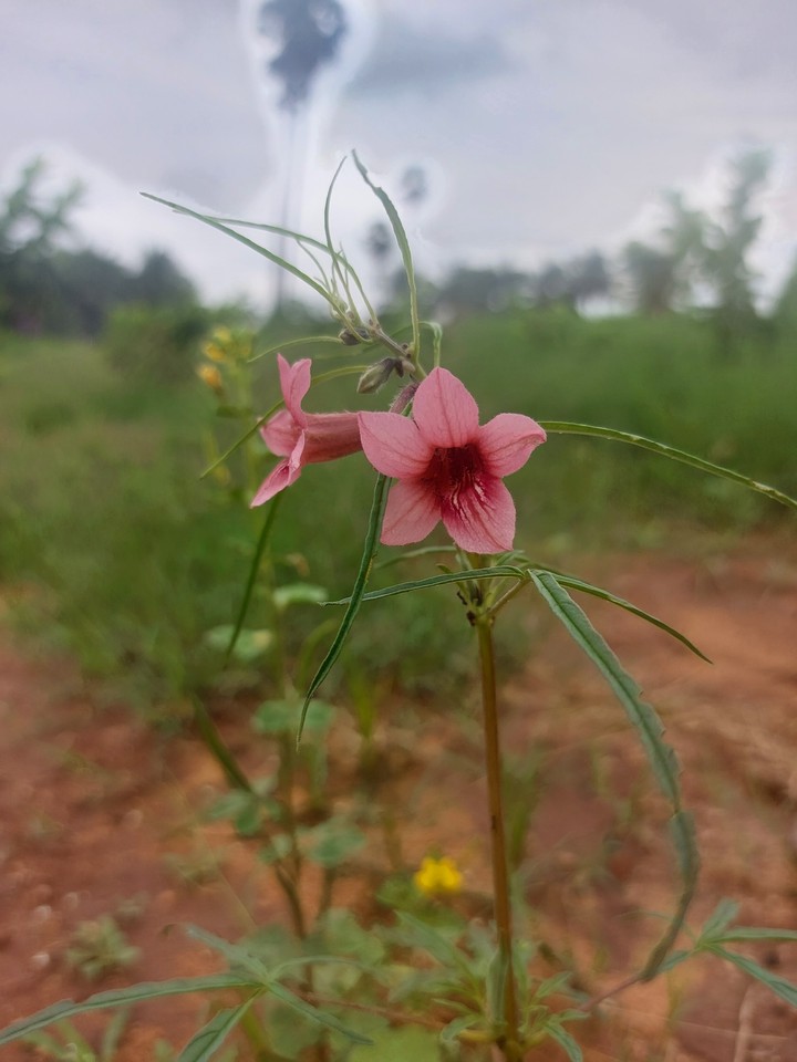 pink flower
