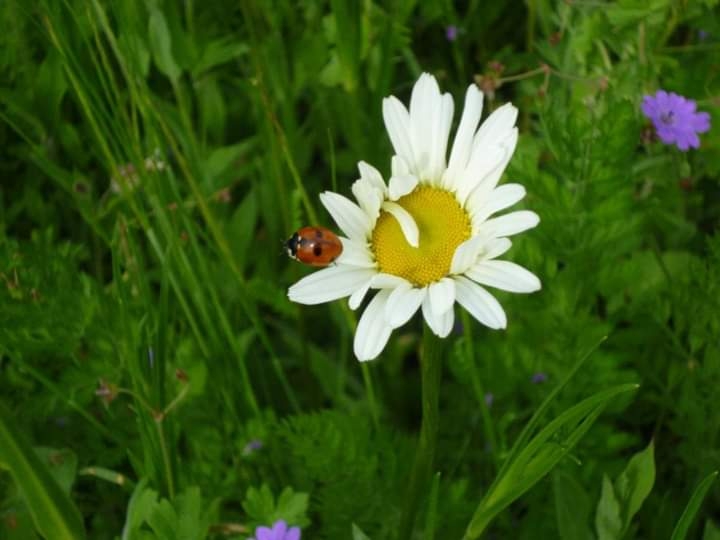 naturelle