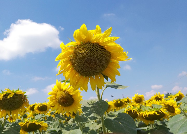 Sunflower