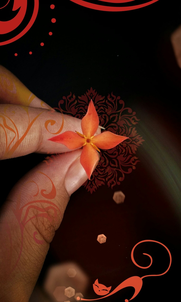 The Orange Flower