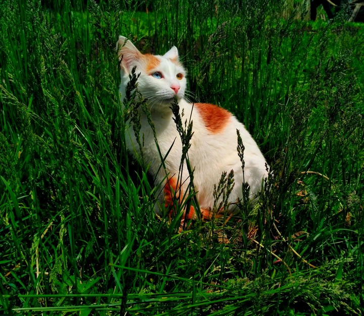 my cat