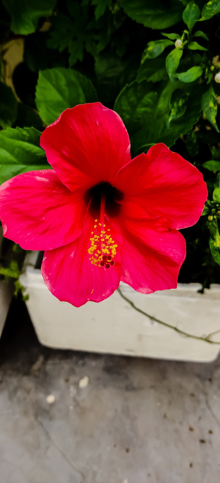 red flowers