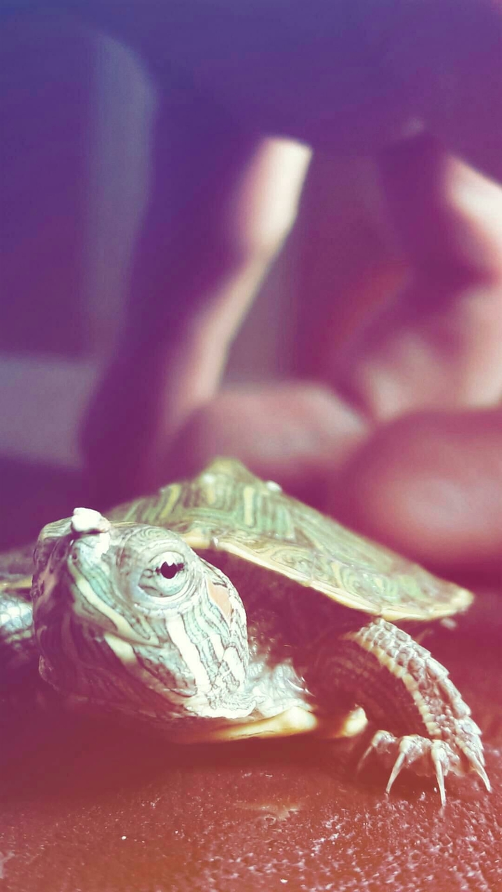 turtle 
