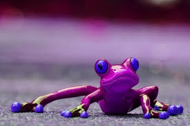 frosch