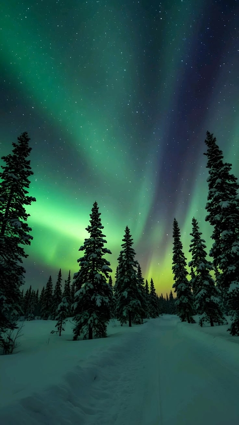 sfondi aurora, snow