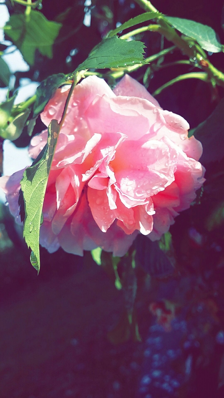 rose