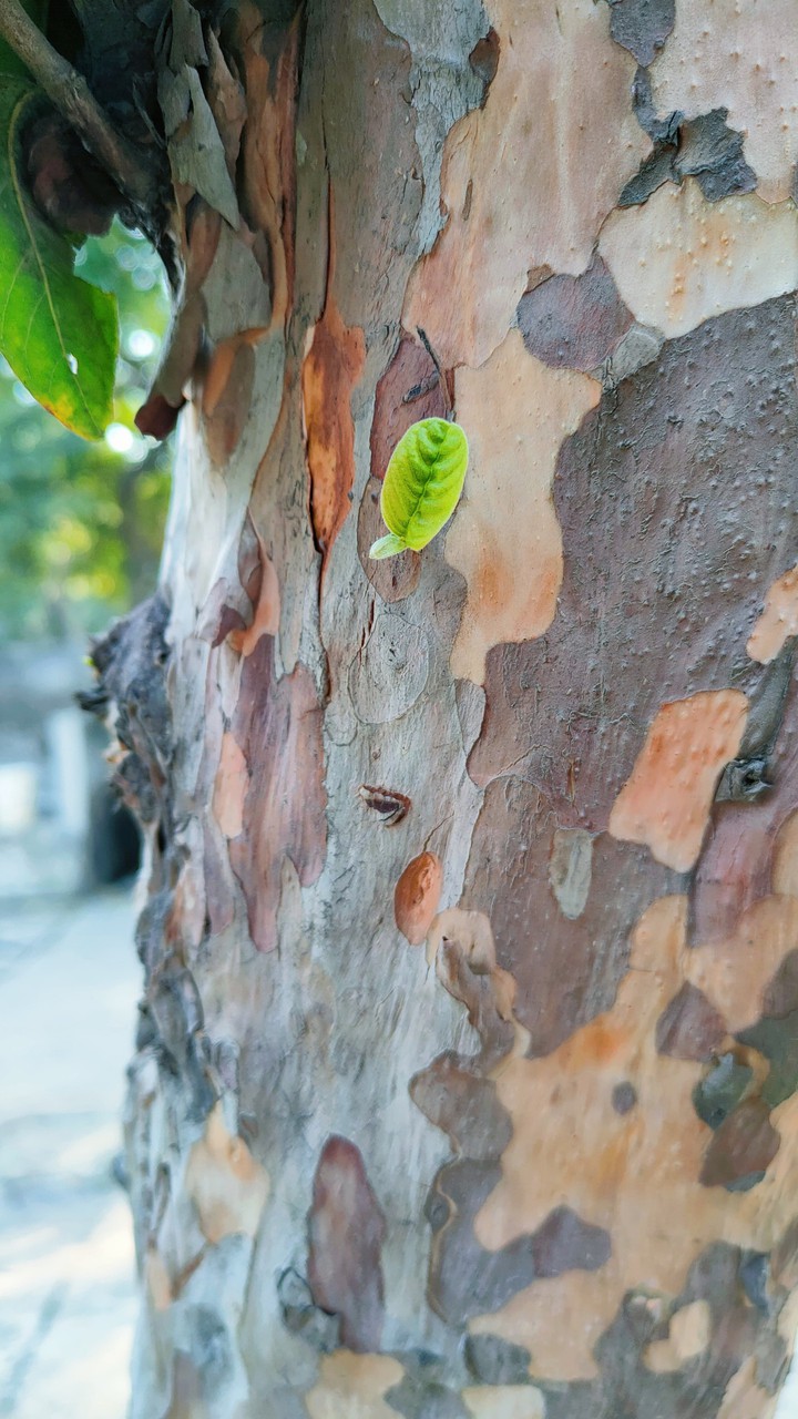 leaf