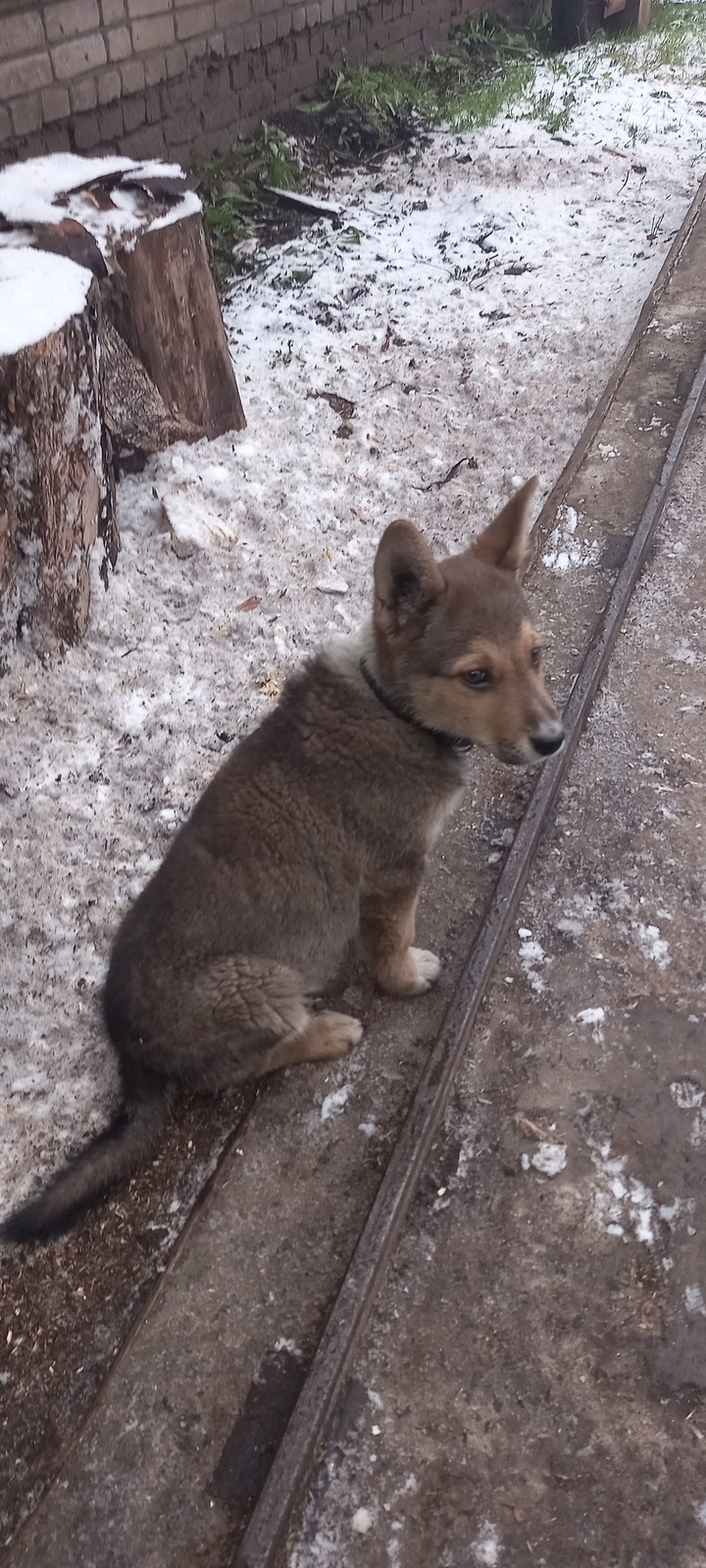 щенок