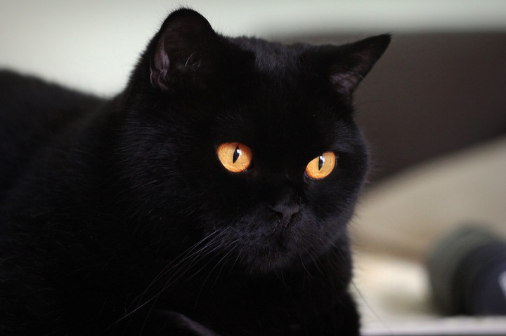 black cat
