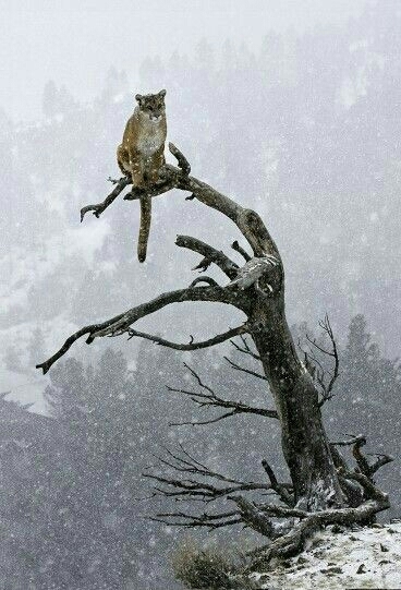 snow fall