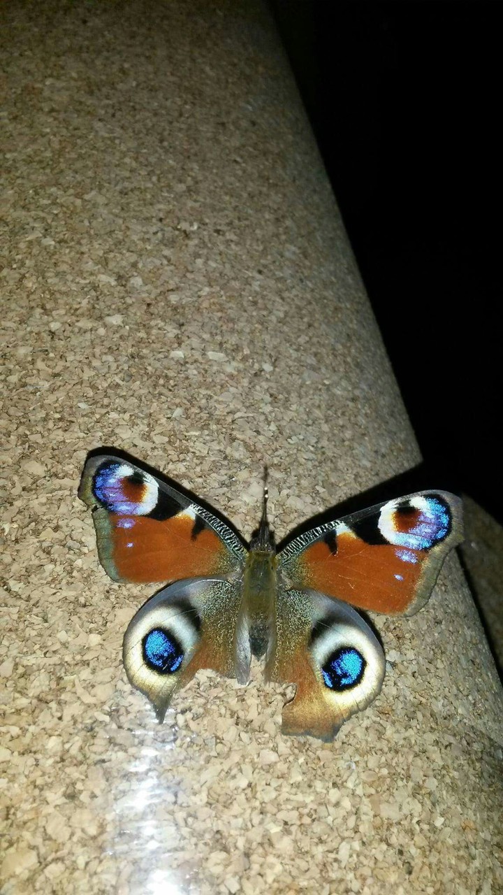 a collorfull butterfly