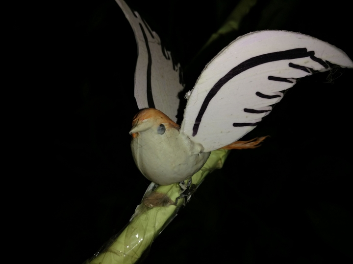 little bird