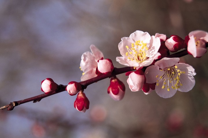 Beautiful Flowers