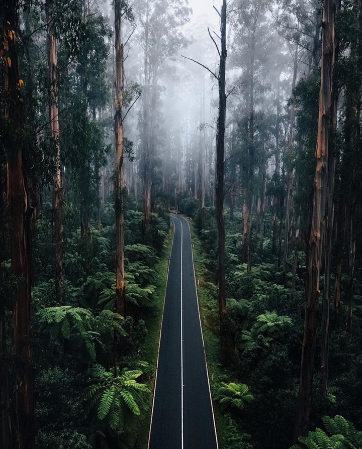 Road across the forest