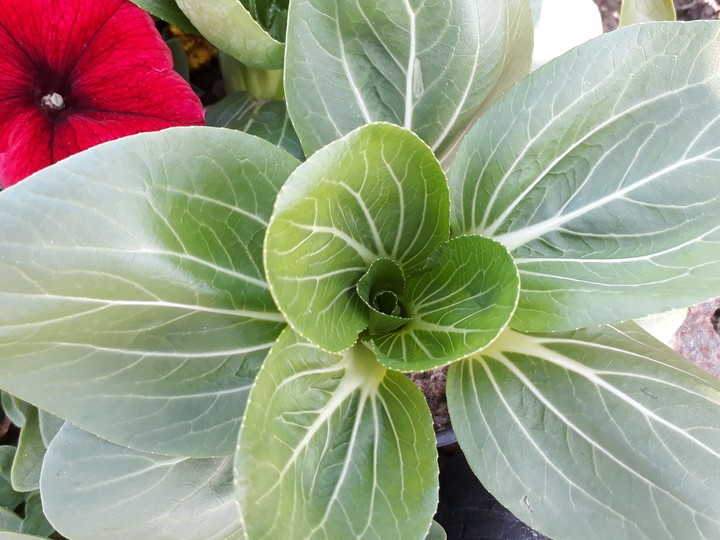 indian flower
