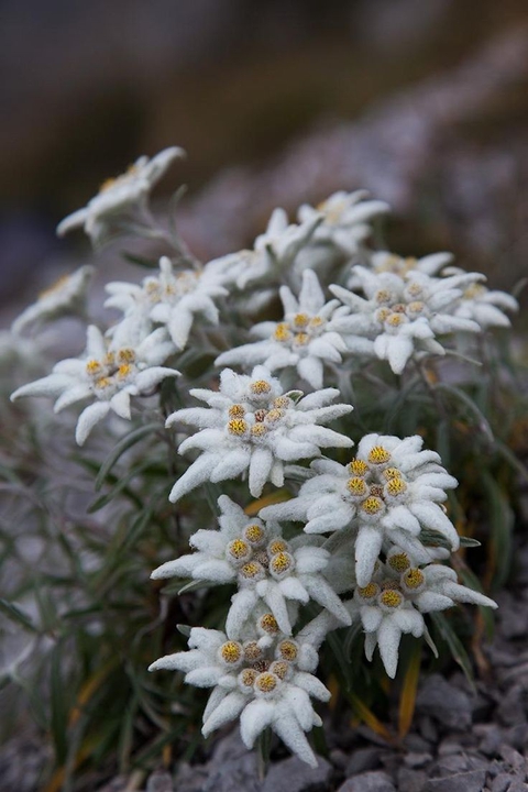sfondi aster, wildflower
