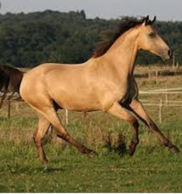 galopiren