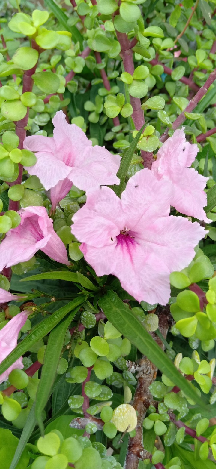 beautiful flower