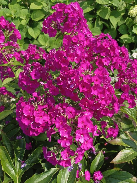 flower, wallflowers壁紙