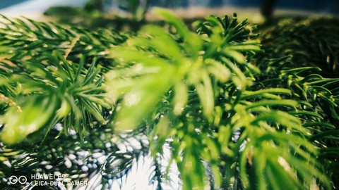plant, flower wallpapers