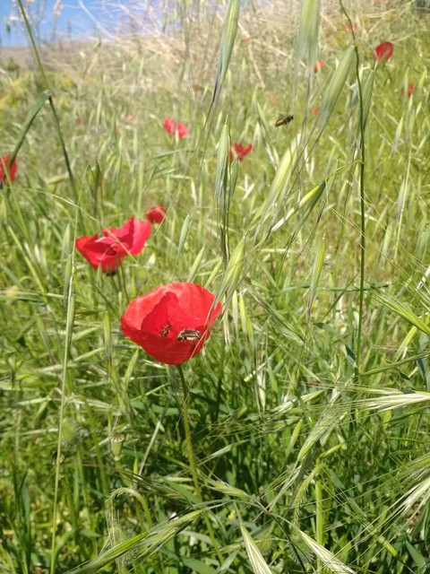 red flowers
