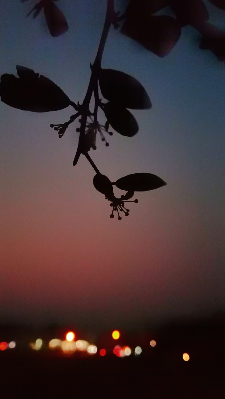 focus. bokeh