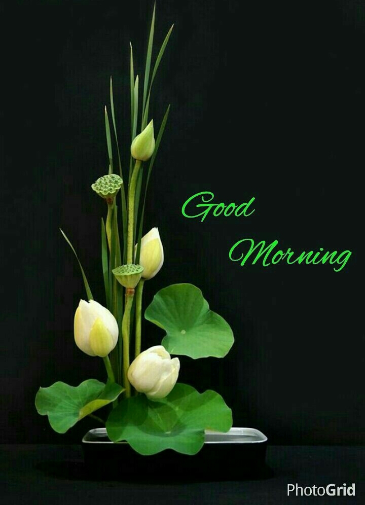 GM