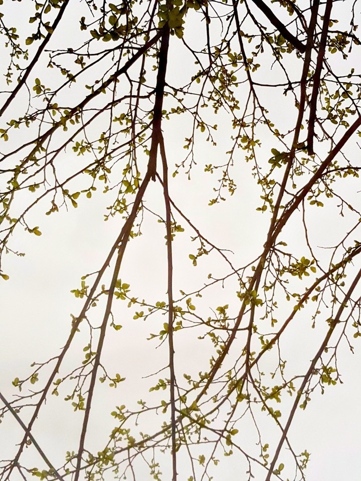 #spring#flower#tree#sky