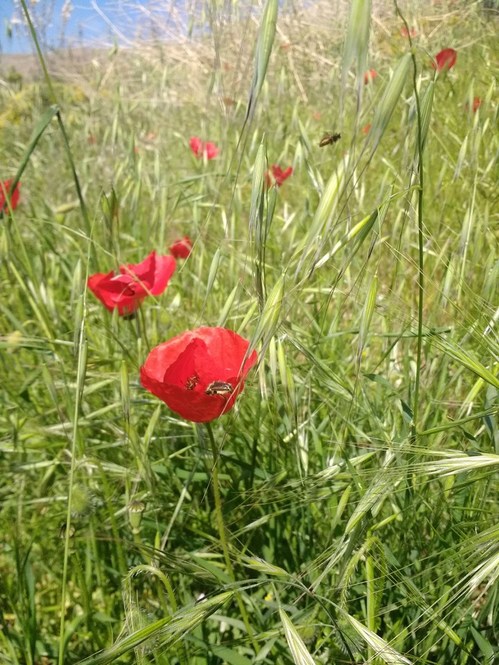 red flowers