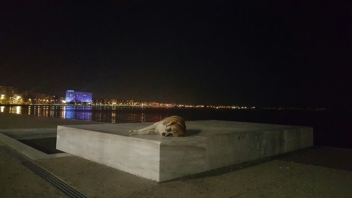 Dog at Thessaloniki