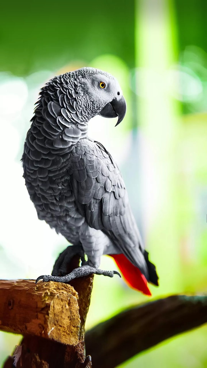 bird