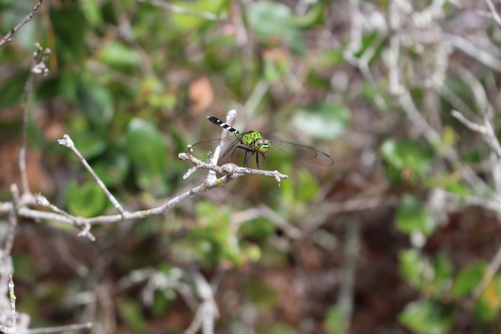 Dragon Fly