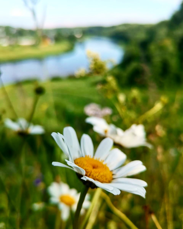 Chamomile