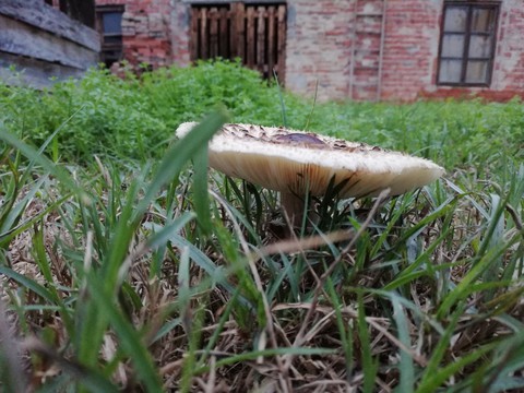 Fungus