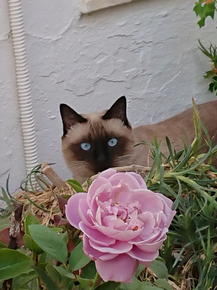 flowers.