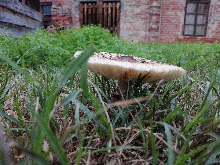 Fungus