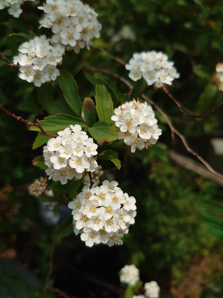 Reeves spirea