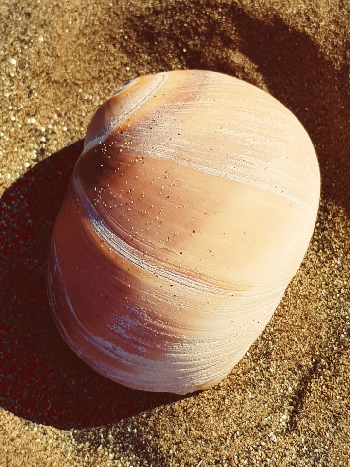 Whelk
