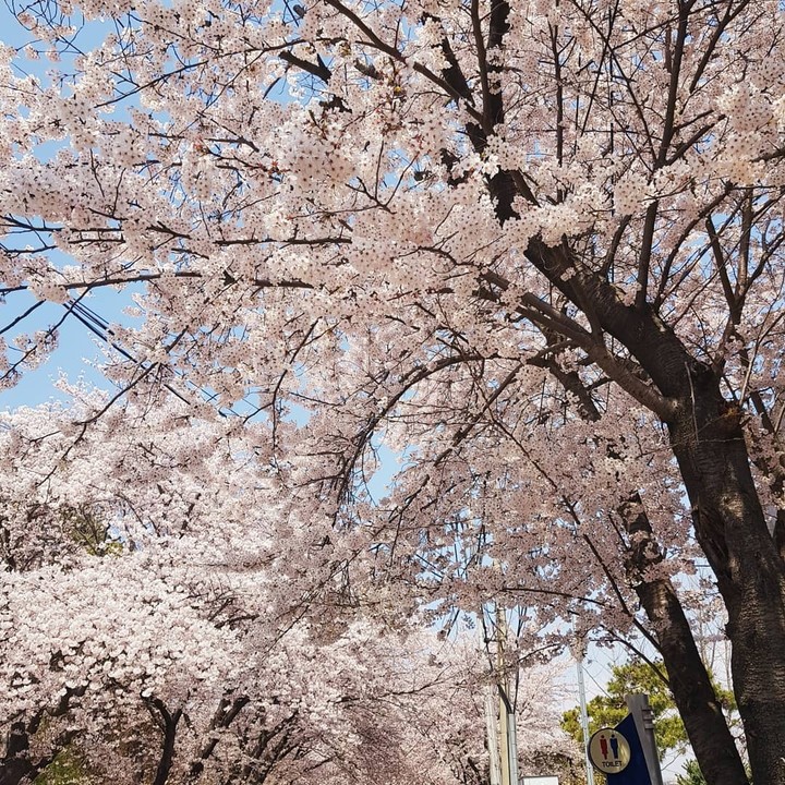 벚꽃
