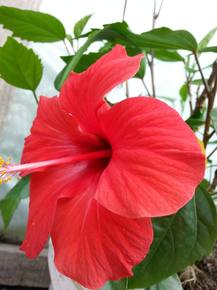 Room Rose - Hibiscus