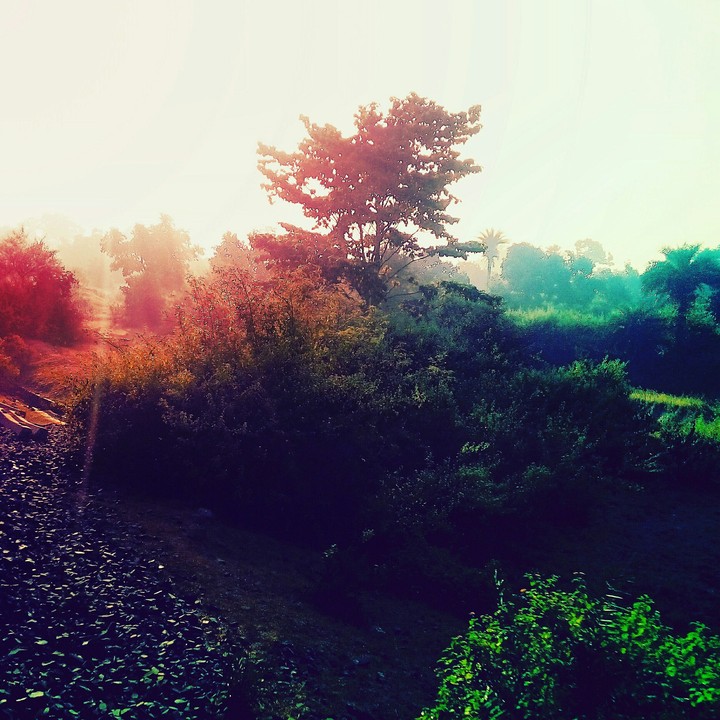 nature