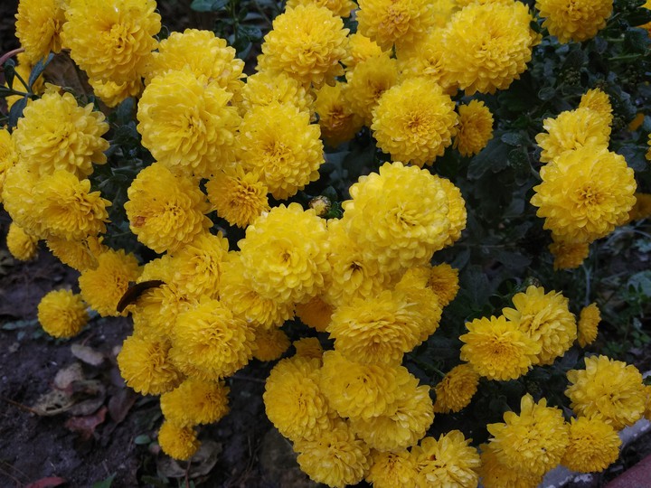 galbene crizanteme